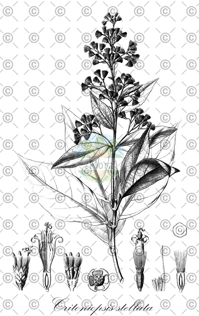 HistAbb_wfo-0000626248_1_ENZY_Simple | Historische Abbildung von Critoniopsis stellata - Asteraceae | Historical Illustration of Critoniopsis stellata - Asteraceae