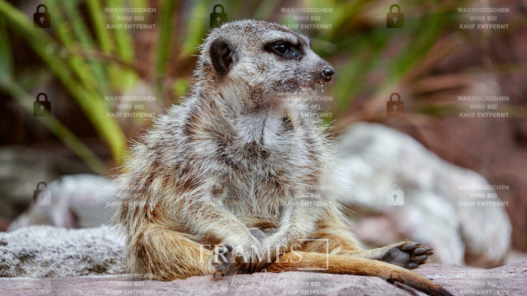 Erdmännchen | Frames by Niels – Fotograf aus Wassenberg (Nähe Mönchengladbach). Natürliche Fotos von Menschen, Tieren, Produkten und Architektur. Outdoor-Shootings & professionelle Prints direkt im Shop bestellen oder vor Ort buchen. - Realisiert mit Pictrs.com