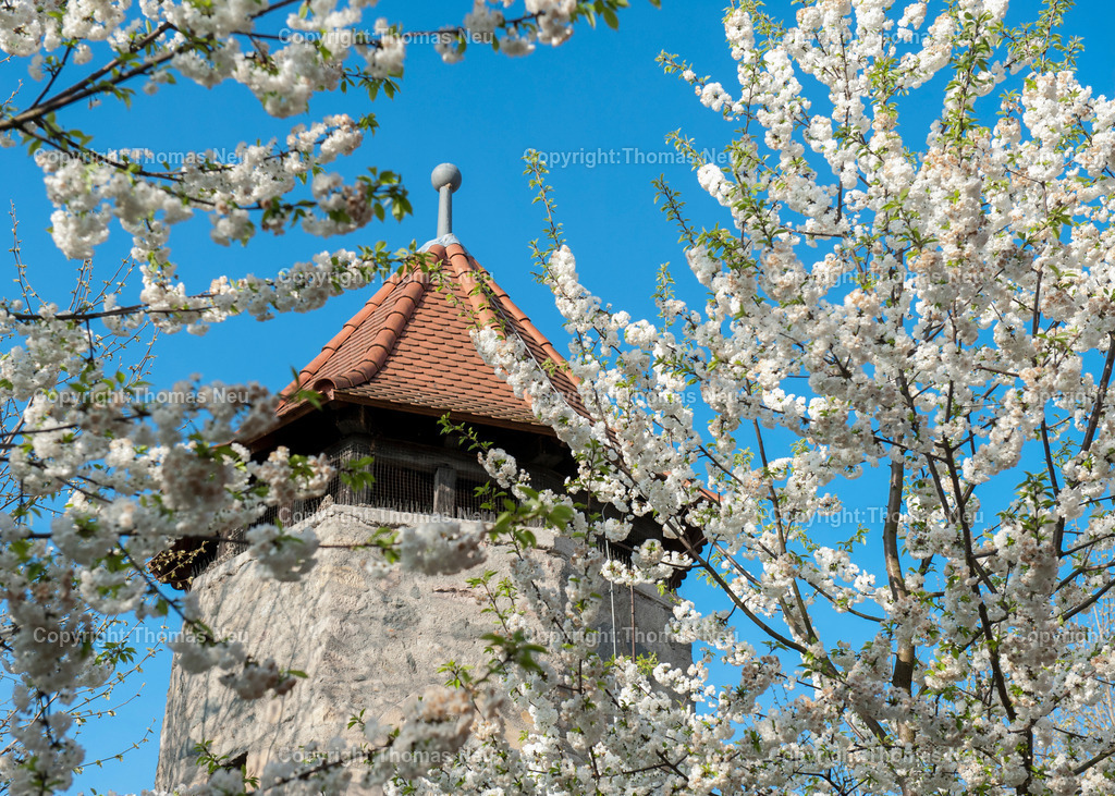 rinnentorturm-bensheim-fruehling-blueten-bergstrasse-Fotografie-Thomas_Neu.jpg-16 | Das Rinnentor in Bensheim, ein Wahrzeichen der Stadt, /Wikipedia: Der Rinnentorturm ist ein Rest der mittelalterlichen Stadtbefestigungsanlage, die im 13. und 14. Jahrhundert zur Sicherung der Stadt Bensheim errichtet wurde. Das Rinnentor, so wird heute vermutet, sollte den westlichen Abfluss der Lauter aus der Stadt heraus sichern. Ursprünglich bestand das Rinnentor aus einem mittleren Baukörper mit hohen Korbbogenöffnungen sowie Schlüsselscharten in der westlichen Mauer des Wehrganges. Im Norden fügte sich der heutige Rinnentorturm an, weiter südlich der Sicherungsbau. In der ersten Hälfte des 18. Jahrhunderts wurde die Lauter nach Norden verlegt und die südliche Stadtmauer abgebrochen, um einen westlichen Stadtausgang zu schaffen. 1885 wurde dann dieses Stadttor auf Betreiben einiger Bürger bis auf den heutigen Rinnentorturm abgebrochen. Als Gründe wurden verkehrstechnische Probleme (eine zu enge Durchfahrt für Kutschen) sowie eine angebliche Baufälligkeit angeführt. Die Stadt Bensheim gab damit eines ihrer Wahrzeichen auf. Ein Verlust, den man bald realisierte und der noch heute im Bewusstsein vieler Bensheimer Bürger vorhanden ist.[1],Bild: Thomas Neu