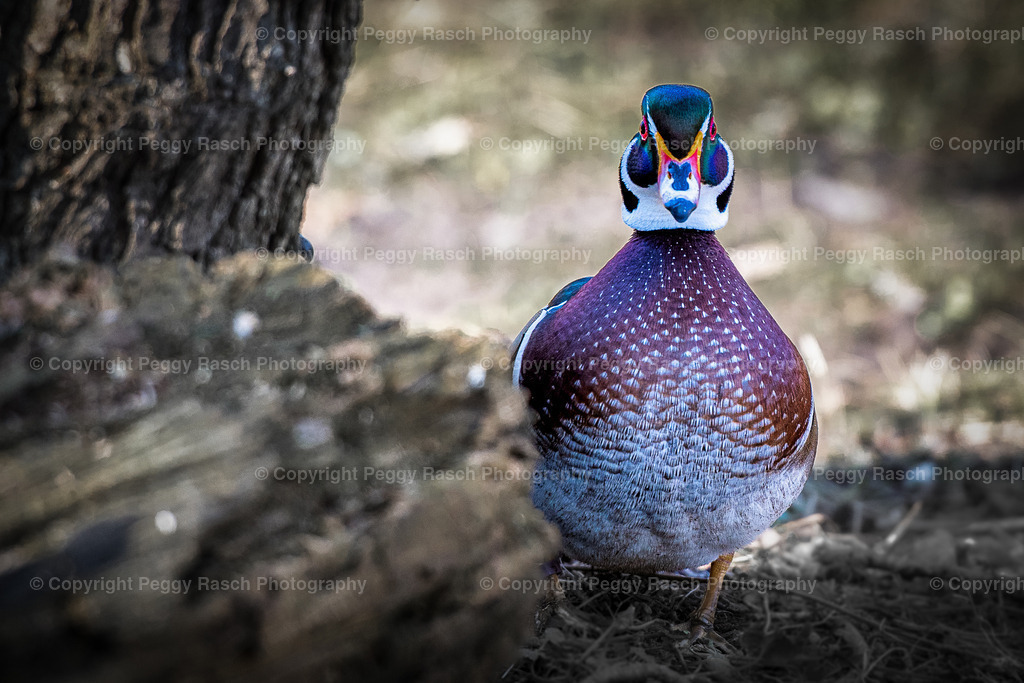 Vogelpark Niendorf (22) | PeggyRaschPhotography - Realisiert mit Pictrs.com