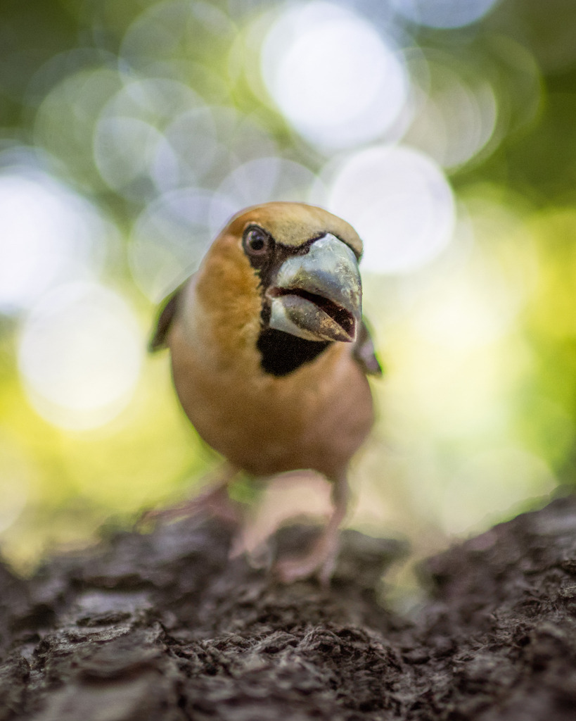 DSC_0379-2 | Ich bin Fotograf aus Neuburg an der Donau und spezialisiere mich auf Wildlife-Fotografie, Landschaftsaufnahmen und Portraits.Ob Hochzeit, Familienbilder oder Naturaufnahmen – ich fange echte Momente ein, die bleiben. 