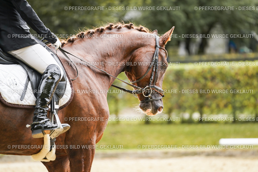 DSC01559 | Pferdegrafie