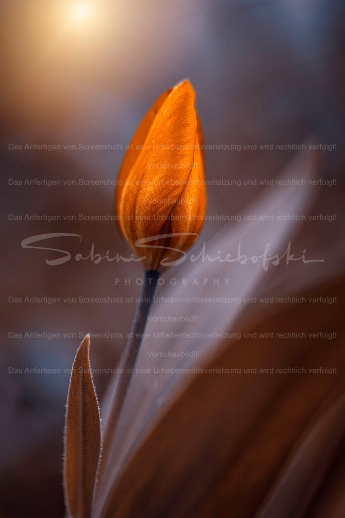 Tulpe im warmen Licht – Fine Art Makrofotografie | Eine elegante Tulpe im warmen Abendlicht. Die reduzierte Komposition, weiche Hintergrundunschärfe und die leuchtenden Orangetöne verleihen dem Motiv eine ruhige, moderne Ausstrahlung. Die Aufnahme wirkt besonders edel in großen Formaten und eignet sich perfekt für minimalistische Wohnräume, Schlafzimmer oder stilvolle Praxisräume.Die warme Farbgebung schafft eine beruhigende Atmosphäre und bringt gleichzeitig einen Hauch von Frühling und Natur in den Raum.Ideal für:* moderne Wohnräume* minimalistische Einrichtung* Schlafzimmer &amp; Ruhezonen* Frühlingshafte Wandgestaltung* Geschenk für Blumenliebhaber - Realisiert mit Pictrs.com