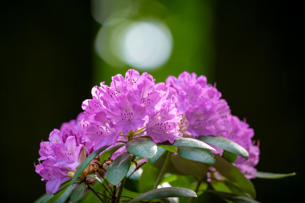 Rhododendron vor Astgabel | Wie eine Krone nehmen sich diese lila Blüten eines Rhododendrons aus. Im Hintergrund scheint das Sonnenlicht durch eine Astgabel. — Auflösung des Originals: 8106 x 5404 px. - Realisiert mit Pictrs.com