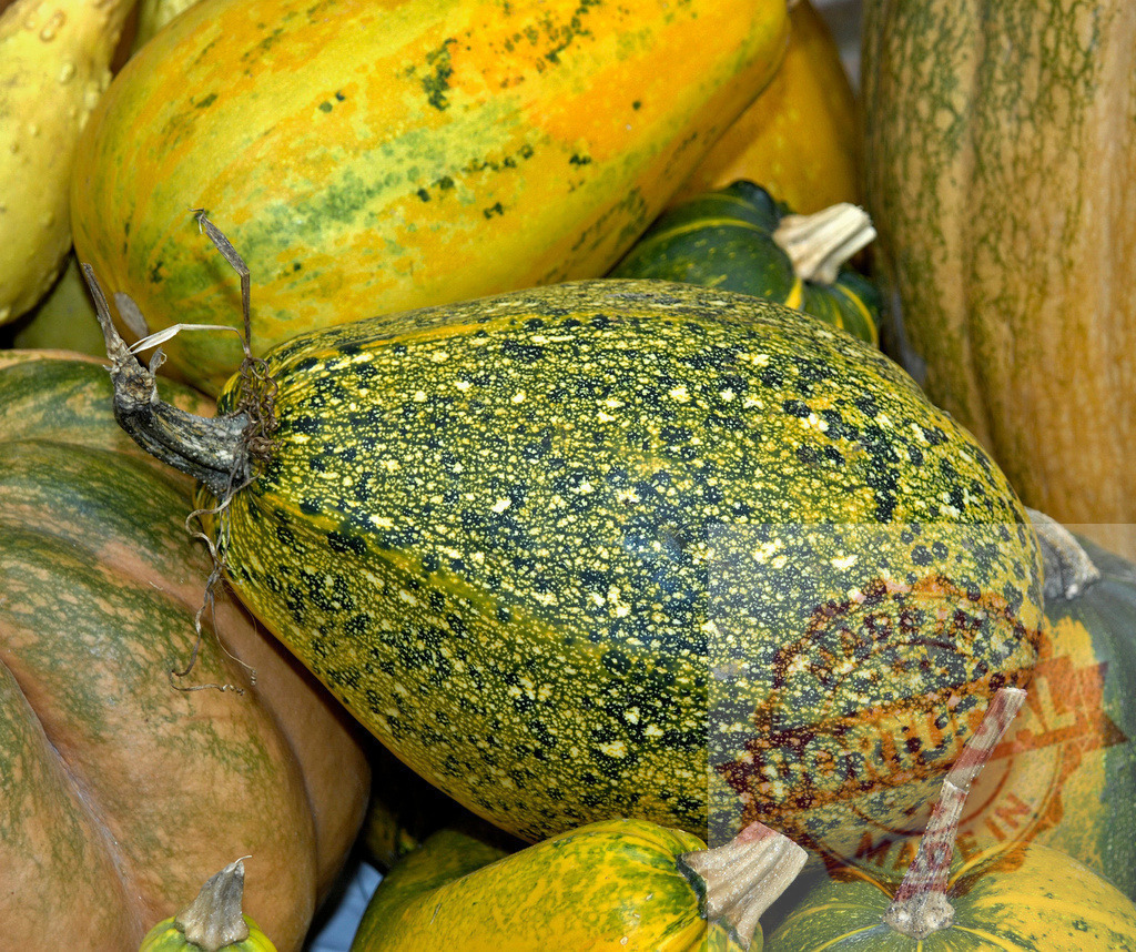 Various colorful squashes piling together for autumn harvest | Collection of fresh, ripe squashes showcasing natural patterns and hues - Realized with Pictrs.com