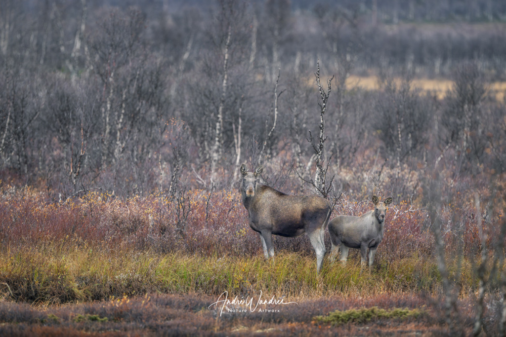 Begegnung in der Tundra | Andre Wandrei - Nature Artworx - Realisiert mit Pictrs.com