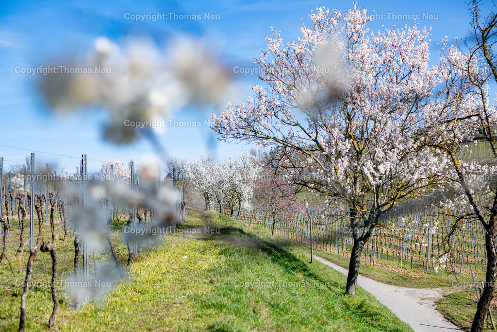 Mandelbluete-Bergstrasse-Weinberge-Fruehling-hessische-bergstrasse-Bensheim-Heppenheim-Fotografie-Thomas_neu-1258 | Die Mandelblüte an der Hessischen Bergstraße gehört zu den schönsten Frühlingsmomenten der Region. Ein blühender Mandelbaum steht oberhalb der Weinberge zwischen Bensheim und Heppenheim und bietet einen weiten Blick über die Rebenlandschaft.  Die Kombination aus blühenden Mandelbäumen, Weinbergen und der sanften Landschaft der Bergstraße macht diese Szene zu einem typischen Motiv des Frühlings in Südhessen.,Bild: Thomas Neu