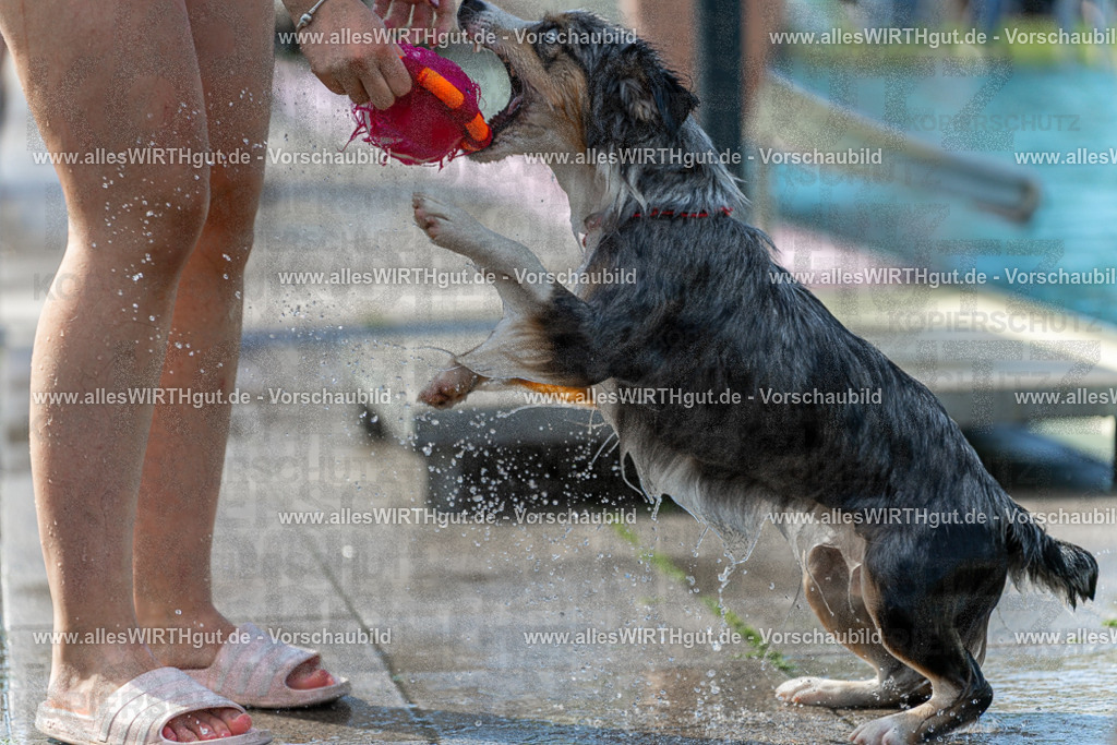 Hundeschwimmen_Volksbad_2026-allesWIRTHgut_Tierfotografie-2609061212-112232-7R500290 | Professionelle Tierfotografie in Mönchengladbach von Daniel Wirth (allesWIRTHgut). Liebevolle & natürliche Bilder von Hunden & Katzen für unvergessliche Erinnerungen.