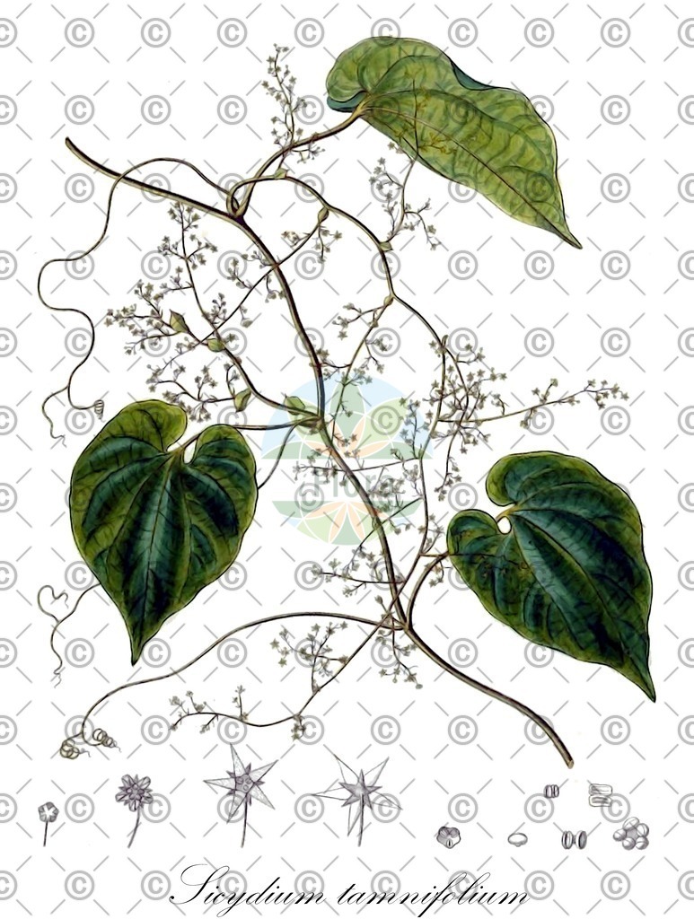 HistAbb_EMP_48488_1_SIMPLE | Historische Abbildung von Sicydium tamnifolium - Cucurbitaceae | Historical Illustration of Sicydium tamnifolium - Cucurbitaceae