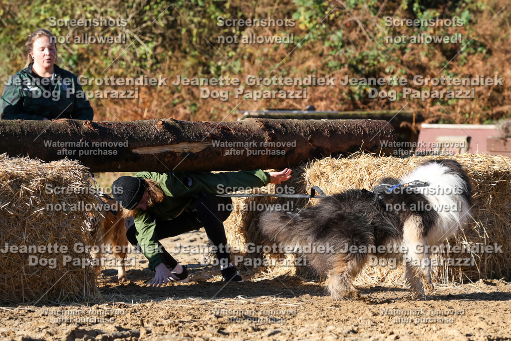 Dog Paparazzi - Strongdog 10-25-1535 | Dog Paparazzi Jeanette Grottendiek Fotografie & Videografie - Realisiert mit Pictrs.com