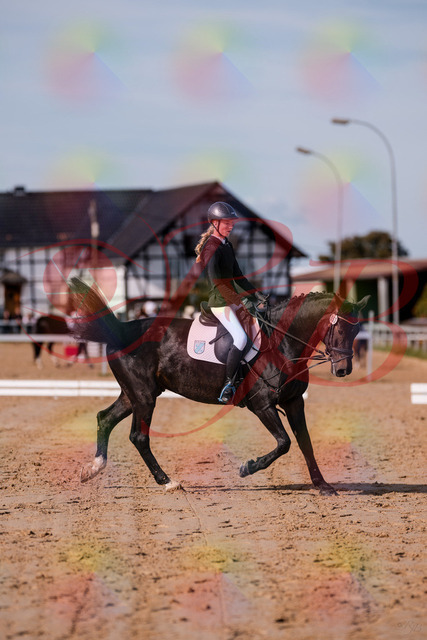 2026_10_03_Siefer-Hof_115747_Z81_98551997 | Professionelle Reitsport-, Turnier- und Eventfotografie von Robert Broda. Galerien mit ausgewählten und bearbeiteten Bildern direkt online ansehen und bestellen.