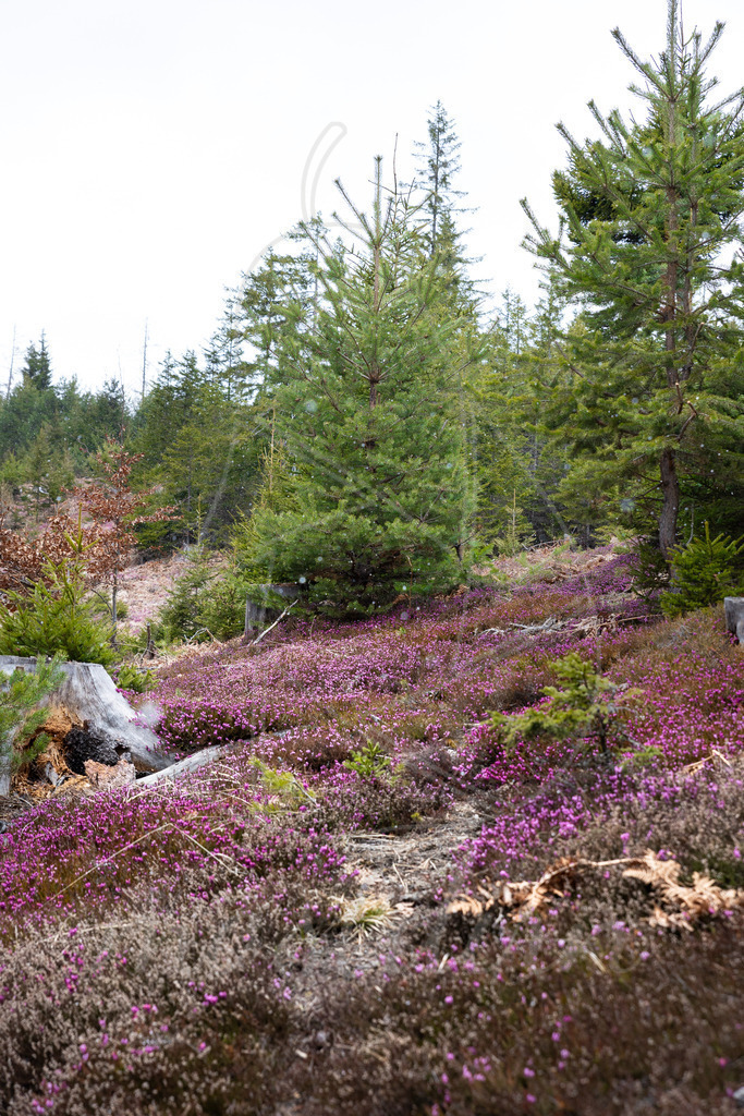 Erikablüte Steiermark | Ihre Fotografin im Lungau, ihre Fotografin im Mostviertel, Wandbilder Onlineshop, Imagefotos für Ihr Unternehmen,  - Realisiert mit Pictrs.com