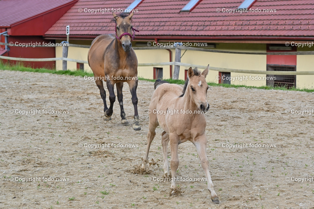 Otis_ 25.05.2023-22 | 25.05.2023, Slowakei, SVK, Dolný Moštenec, im Bild Fohlen, Pferd, Quarter Horse, Reitplatz