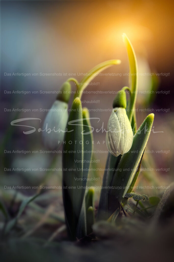 Am Morgen | People- und Tierfotografie, Imageaufnahmen, Veranstaltungsfotografie und Wandbilder aus der Natur ★ Made in Germany ✔️ Druck + Downloads ✔️ Naturfotografie in Top Qualität ★ schneller Versand, weltweite Lieferung! - Realisiert mit Pictrs.com