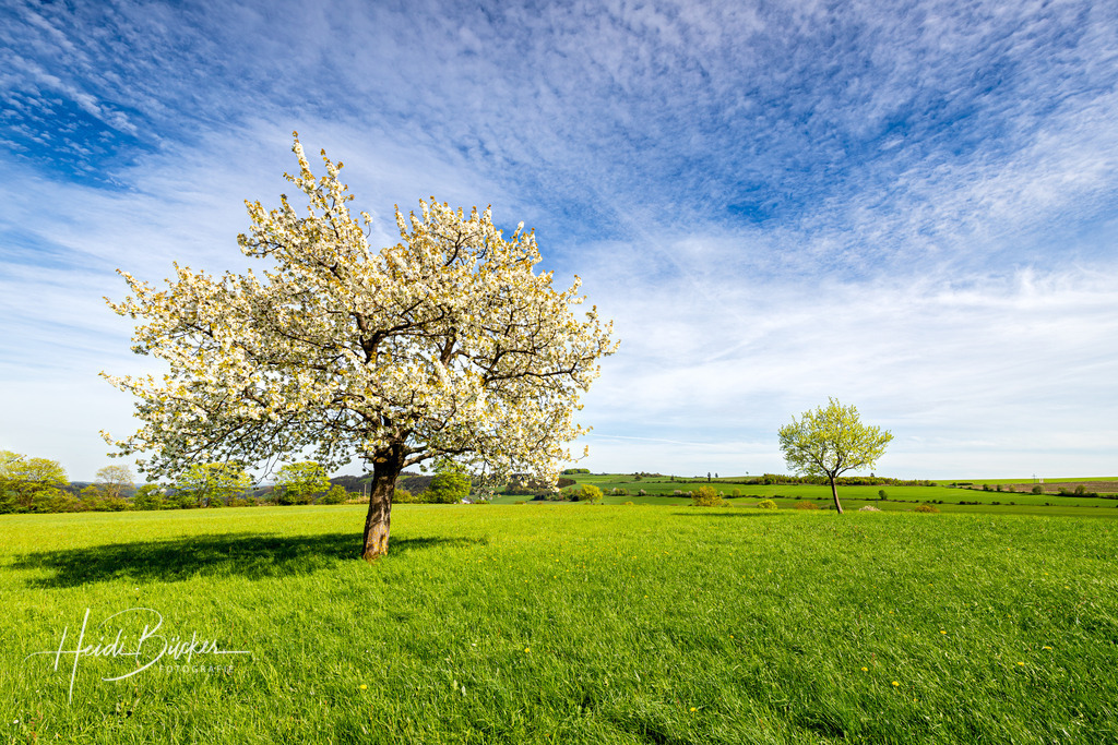 Blühender Obstbaum bei Hallenberg | Blühender Obstbaum bei Hallenberg im Sauerland - Realisiert mit Pictrs.com