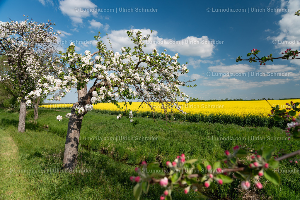 10049-13899 - Apfelblüte | Stockfoto und Bilderpool mit Bildmaterial aus Deutschland, dem Harz, Halberstadt, Quedlinburg, Wernigerode und weltweit. Qualitativ hochwertige und professionelle Fotos anschauen und kaufen. - Realisiert mit Pictrs.com