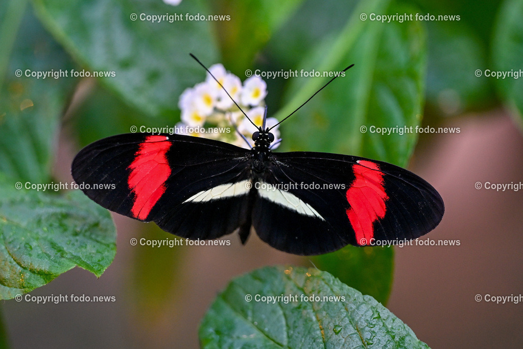 Botanischer Garten Linz_ Schmetterlinge_ 15.01.2025-2 | 15.01.2025, Botanischer Garten Linz, AUT, Schmetterlinge, im Bild tropische Schmetterlinge, Schmetterling, Falter, Natur, Tiere, Blumen, Pflanzen, Insekten, Butterfly, Exotisch, Tropenhaus, Feature, Symbolbild