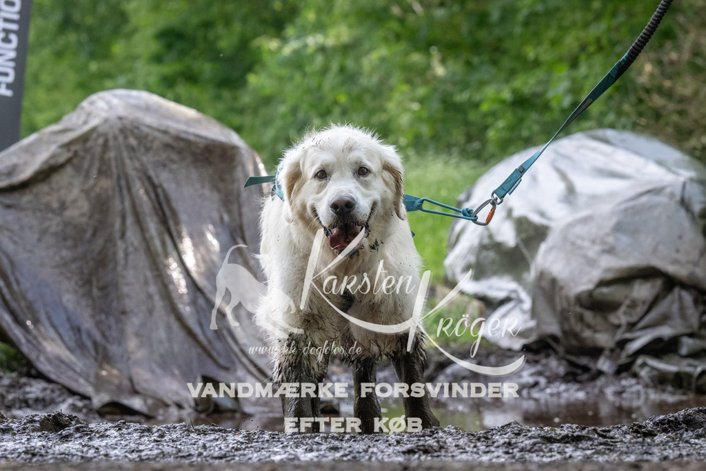 1241_ZZ93125 | kk-dogfotos