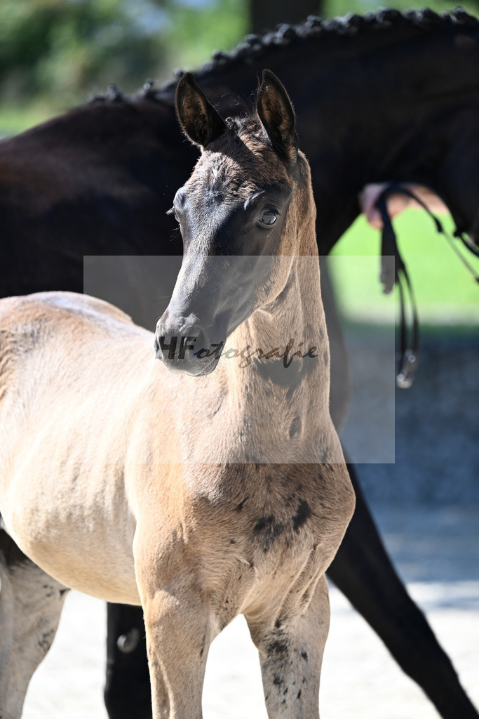 Kat-Nr. 12 Cadeau Noir x Royal Classic_HF_Lechner_26250134 | hf-fotografie - Realisiert mit Pictrs.com