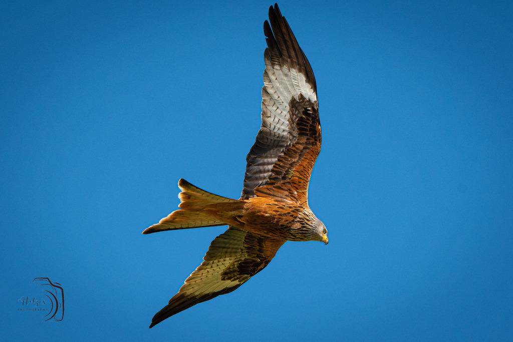 Rotmilan | Holzisphotography, Landschaftsfotografie, Wildlifefotogorafie - Realisiert mit Pictrs.com