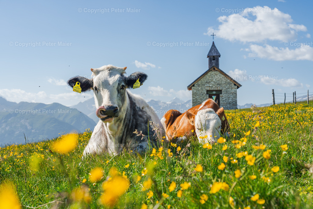 H2K8-252 | piet_flosse