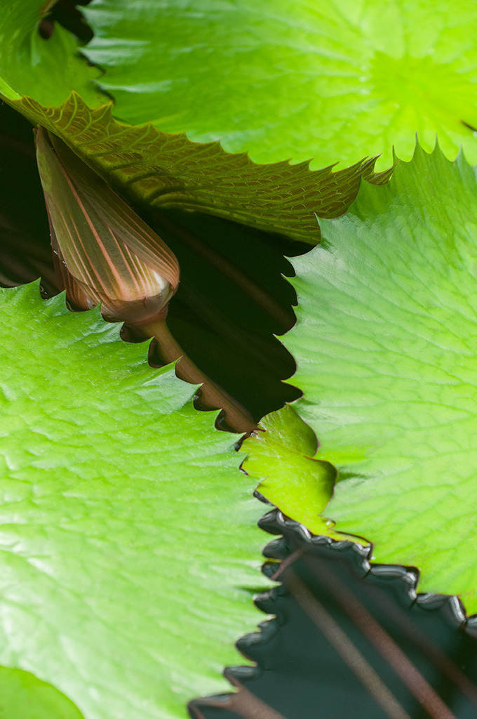 d_2012_05_0355 | Seerose, Nymphea lotus var. thermalis Water Lily, Botanischer Garten Bonn - Realisiert mit Pictrs.com