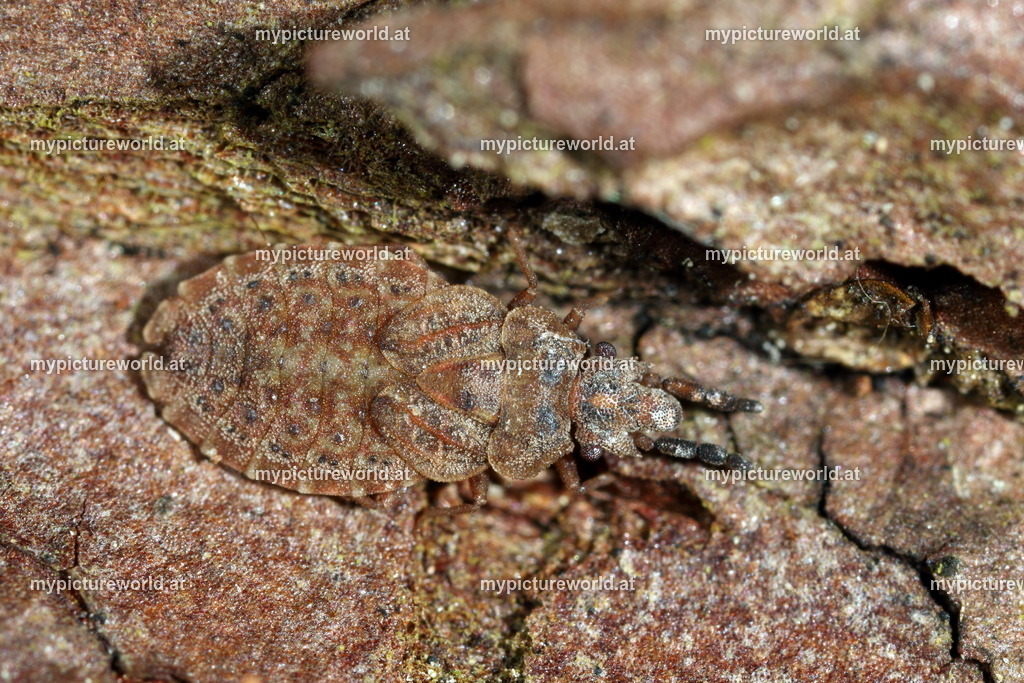 Aradus cinnamomeus-004 | Das Bilderarchiv über Tiere, Planzen und Landschaften. In der Bilddatenbank finden Sie ein große Auswahl an hochwertigen Bilder für Ihre Werbung - Realized with Pictrs.com