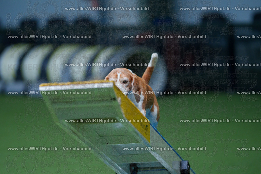 @allesWIRTHgut_Tierfotografie - www.allesWIRTHgut.de - 2604261115-7R509395 | Professionelle Tierfotografie in Mönchengladbach von Daniel Wirth (allesWIRTHgut). Liebevolle & natürliche Bilder von Hunden & Katzen für unvergessliche Erinnerungen.