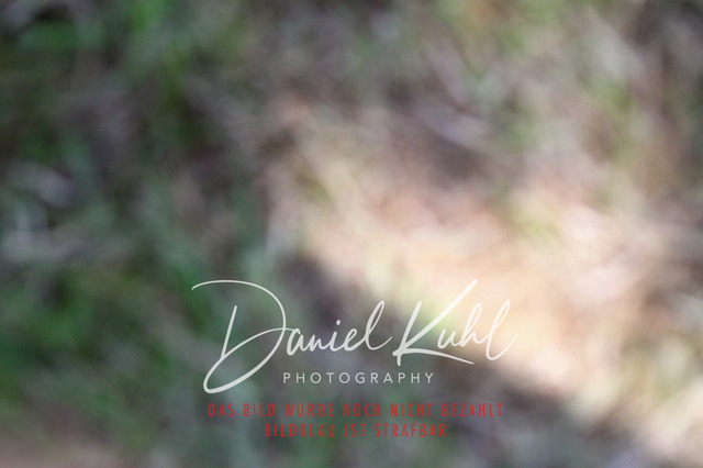 DKP46516 | Turniersportfotografie; Pferdefotografie; Dressurfotografie