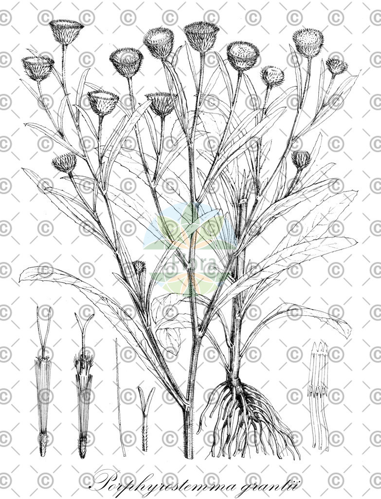 HistAbb_63PN2_2_ENZY_Simple | Historische Abbildung von Porphyrostemma grantii - Asteraceae | Historical Illustration of Porphyrostemma grantii - Asteraceae