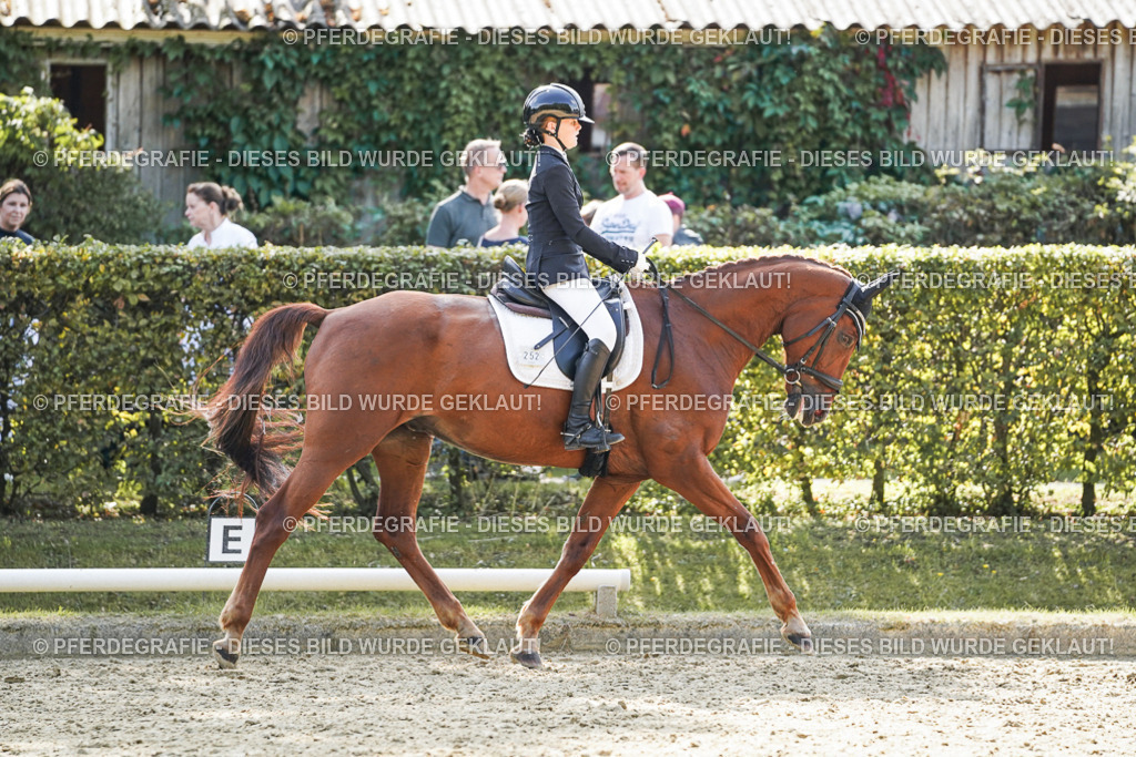 DSC08445 | Pferdegrafie