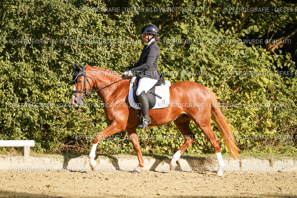 DSC06209 | Pferdegrafie