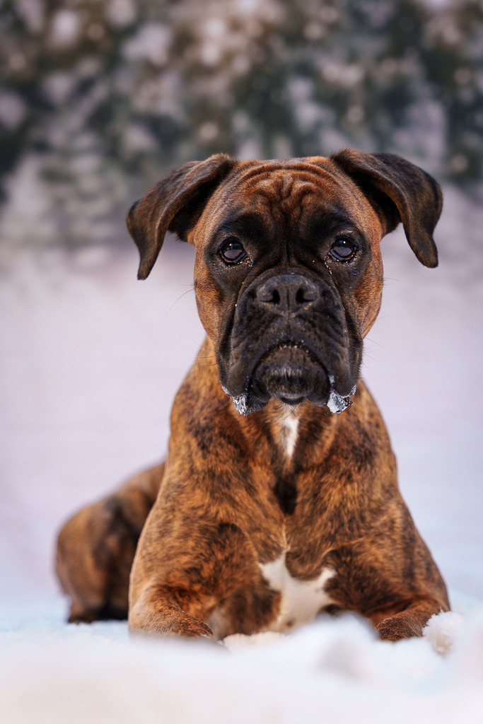 allesWIRTHgut Tierfotografie - 7IV06544 | Professionelle Tierfotografie in Mönchengladbach von Daniel Wirth (allesWIRTHgut). Liebevolle & natürliche Bilder von Hunden & Katzen für unvergessliche Erinnerungen.