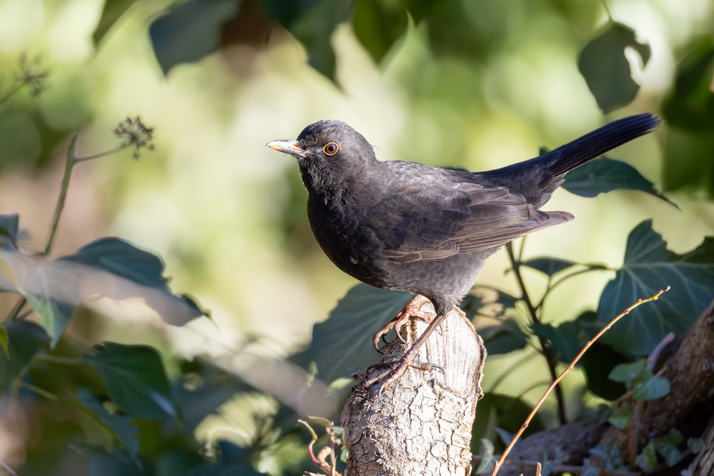 Die Amsel | Die Amsel, wissenschaftlich als Turdus merula bekannt und auch Schwarzdrossel genannt, gehört zu den bekanntesten und häufigsten Singvögeln Mitteleuropas. Ursprünglich war die Amsel ein scheuer Bewohner dichter Wälder, doch im Laufe des letzten Jahrhunderts hat sie sich erfolgreich zum Kulturfolger entwickelt. Heute ist sie ein vertrauter Anblick in unseren Gärten, Parks und städtischen Grünanlagen. Sie ist ganzjährig in Deutschland und weiten Teilen Europas zu beobachten, da sie oft zu den Teilziehern gehört: Während manche Amseln im Winter in wärmere Gebiete wie Nordafrika ziehen, bleiben viele, insbesondere die Stadtamseln, im Brutgebiet. - Realisiert mit Pictrs.com