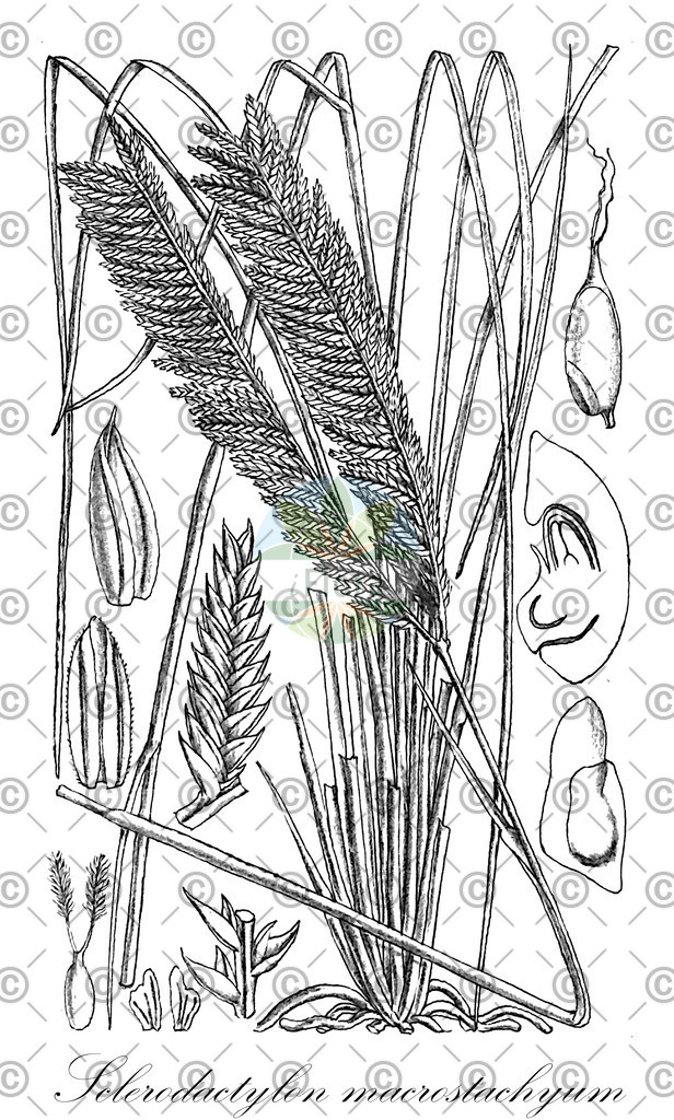 HistAbb_wfo-0001341324_1_ENZY_Simple | Historische Abbildung von Sclerodactylon macrostachyum - Poaceae | Historical Illustration of Sclerodactylon macrostachyum - Poaceae
