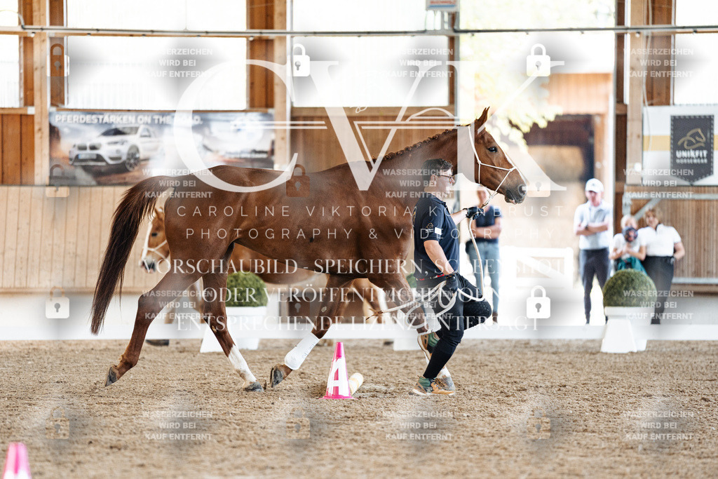 CK905842 | Turnierfotografie Pferdefotografie Trier Rheinland-Pfalz Pferdesport Reitsport Tierfotografie Sportfotografie Pferdevideo Pferdevideografie Equestrianvideography equestrianphotography  - Realisiert mit Pictrs.com