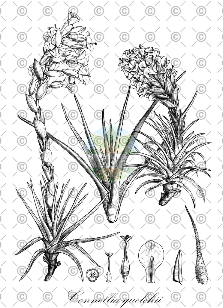 HistAbb_wfo-0000618338_1_ENZY_Simple | Historische Abbildung von Connellia quelchii - Bromeliaceae | Historical Illustration of Connellia quelchii - Bromeliaceae