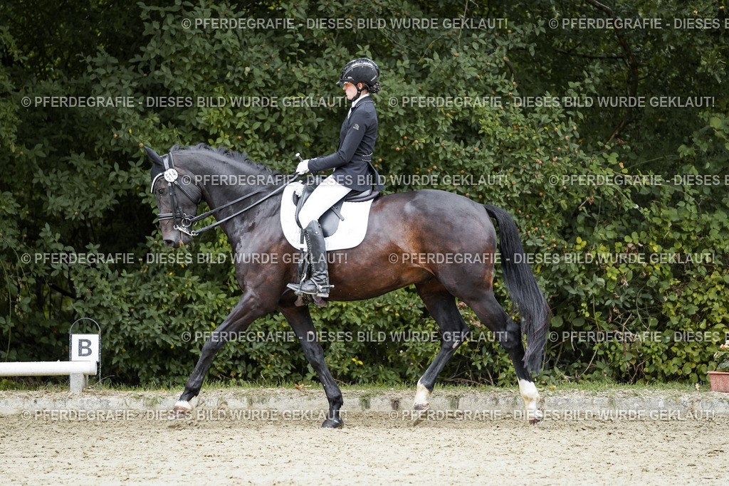 DSC01257 | Pferdegrafie