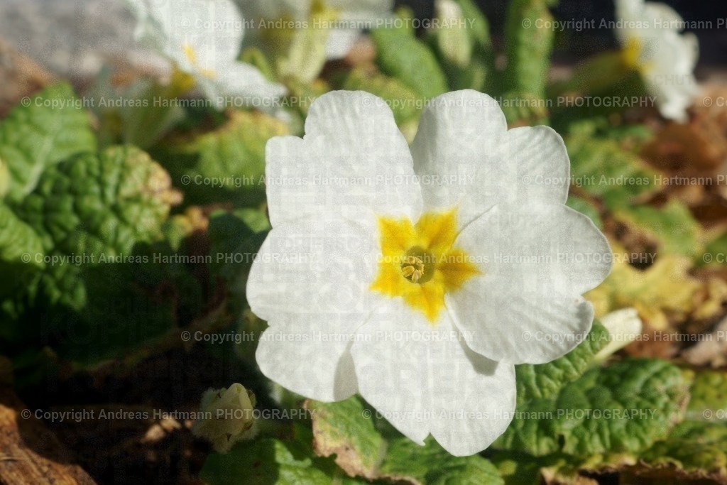 Weiße Primel | Weiße Primel - Realisiert mit Pictrs.com