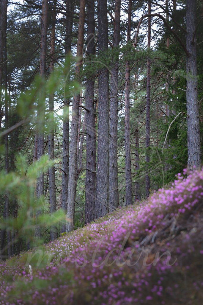 Erikablüte Steiermark | Ihre Fotografin im Lungau, ihre Fotografin im Mostviertel, Wandbilder Onlineshop, Imagefotos für Ihr Unternehmen,  - Realisiert mit Pictrs.com