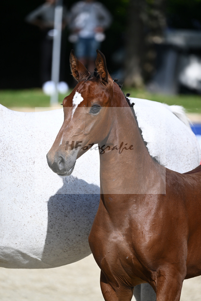 Praesentation Auktionsfohlen_36230400 | hf-fotografie - Realisiert mit Pictrs.com