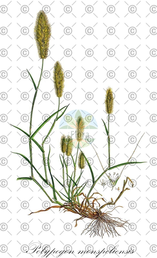 HistAbb_wfo-0000279998_1_ENZY_Simple | Historische Abbildung von Polypogon monspeliensis - Poaceae (Bürstengras) | Historical Illustration of Polypogon monspeliensis - Poaceae (annual beard-grass)