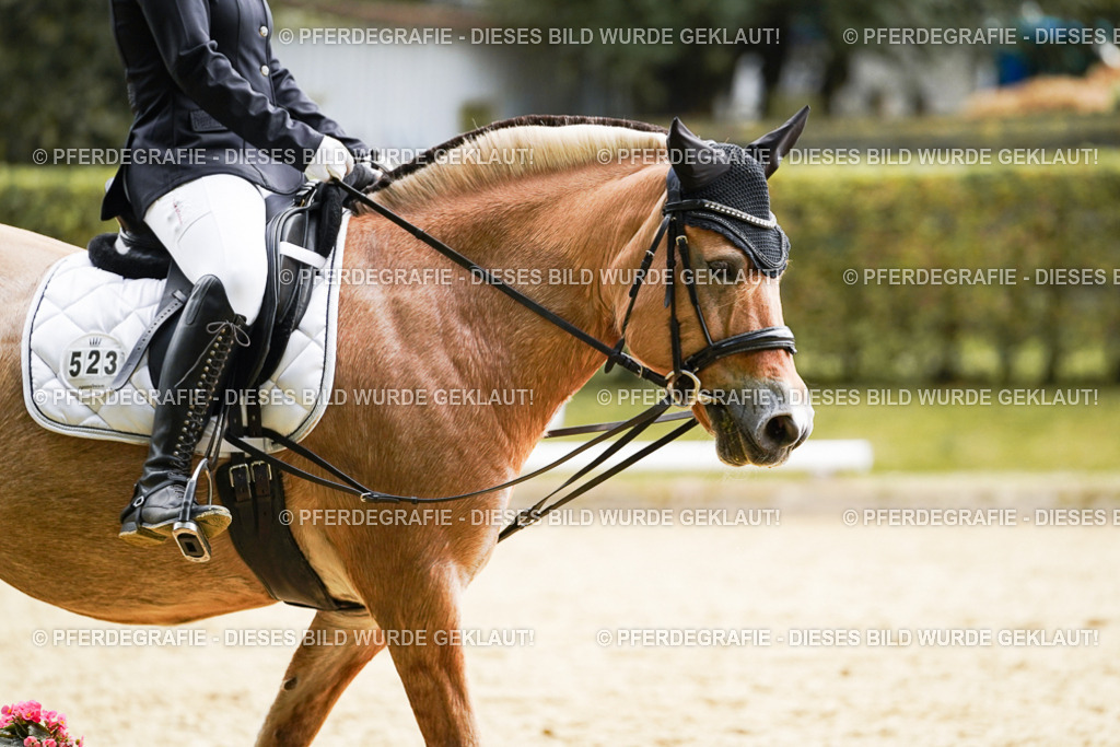 DSC01205 | Pferdegrafie