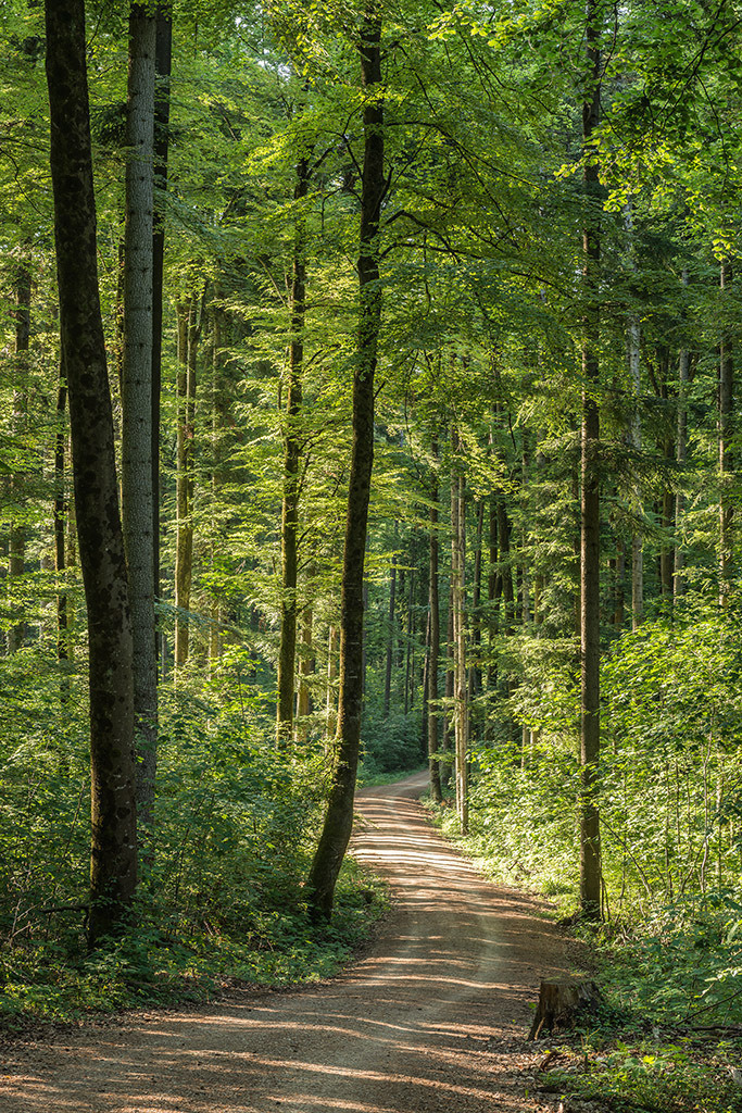 Werg durch den Wald | Fotos mit schönen Motiven aus der Region Basel. - Realisiert mit Pictrs.com