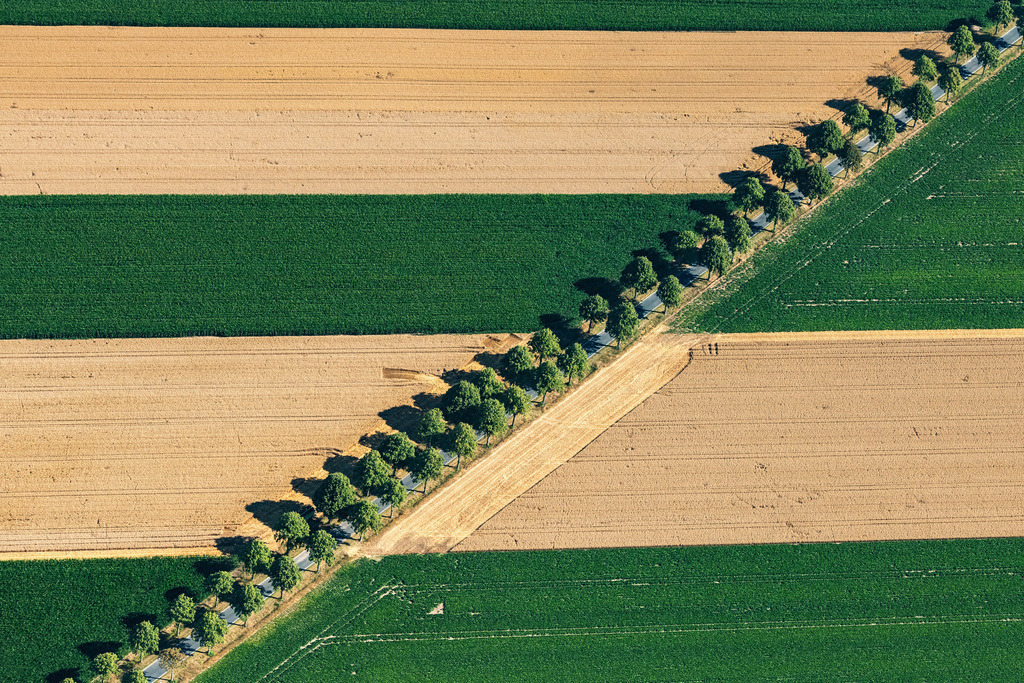 dr__0038402.jpg | SCHELLERTEN 23.07.2019 Baumreihe an einer Landstraße an einem Feldrand in Schellerten im Bundesland Niedersachsen, Deutschland. // Row of trees on a country road on a field edge in Schellerten in the state Lower Saxony, Germany. Foto: Daniel Reiter