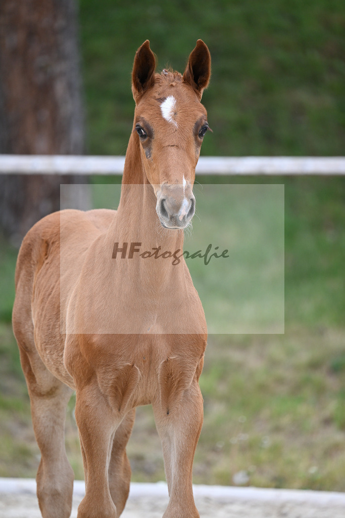 Kat-Nr. 22 HF Chaccothage Blue PS x Asti Spumante_Wimmer_24260460 | hf-fotografie - Realizzato con Pictrs.com