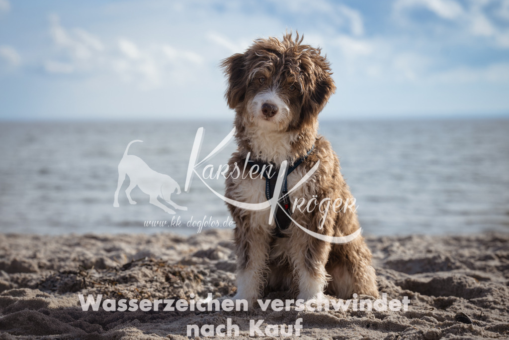 1300_ZZ99863 | kk-dogfotos