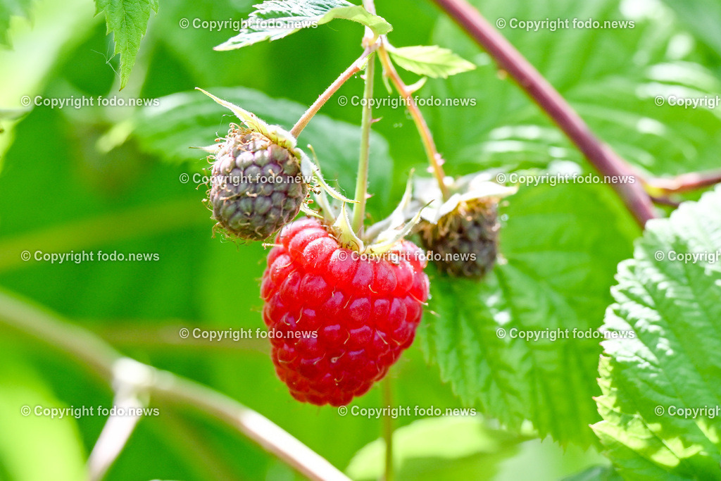 Erdbeeren_ Himbeeren_ Ribisel_ Mayer_ 20.06.2023-10 | 20.06.2023, Raffelding, AUT, Erdbeeren, Himbeeren, Ribisel, Mayer, im Bild HImbeeren