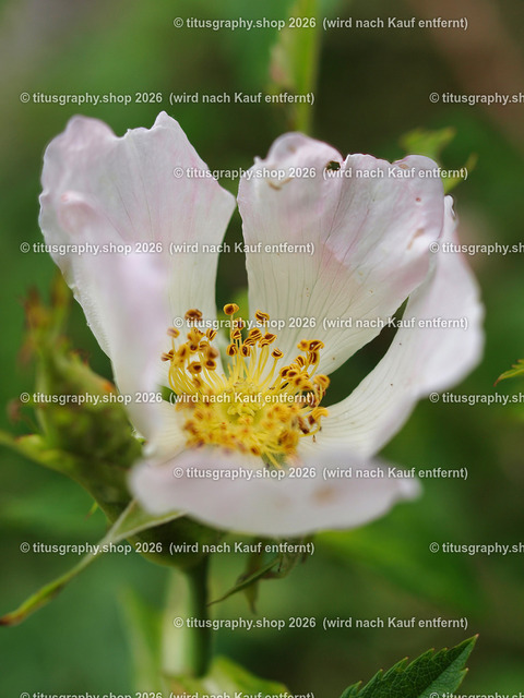 titusgraphy-P6080392_var-083 | Fotokunstarbeit aus der INSTAGRAM-Gallerie auf titusgraphy.eu - Realisiert mit Pictrs.com