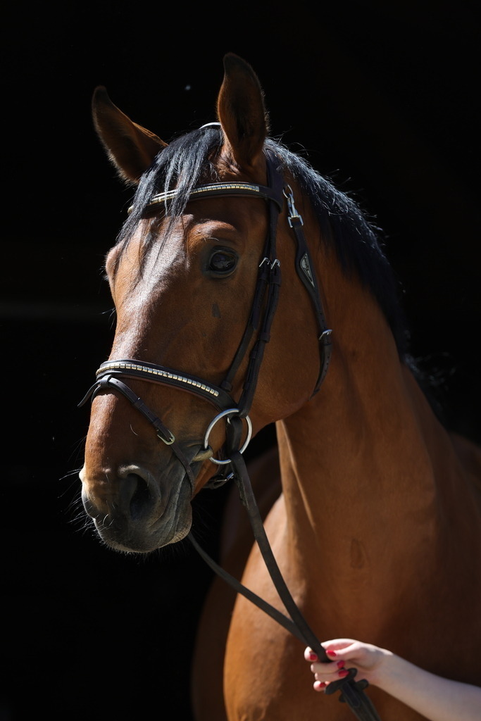 0P6A8687 | Willkommen bei Brunnmayr - Design & Fotografie – Ihrem Spezialisten für Reitturniere und Pferdeveranstaltungen in Oberösterreich, Salzburg und Bayern! Seit über 17 Jahren sind wir leidenschaftlich dabei.